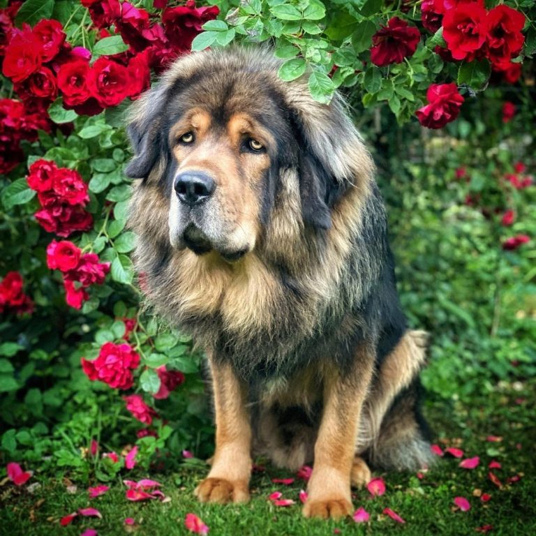 Caucasian Ovcharka vs Tibetan Mastiff In Search for the Right Dog
