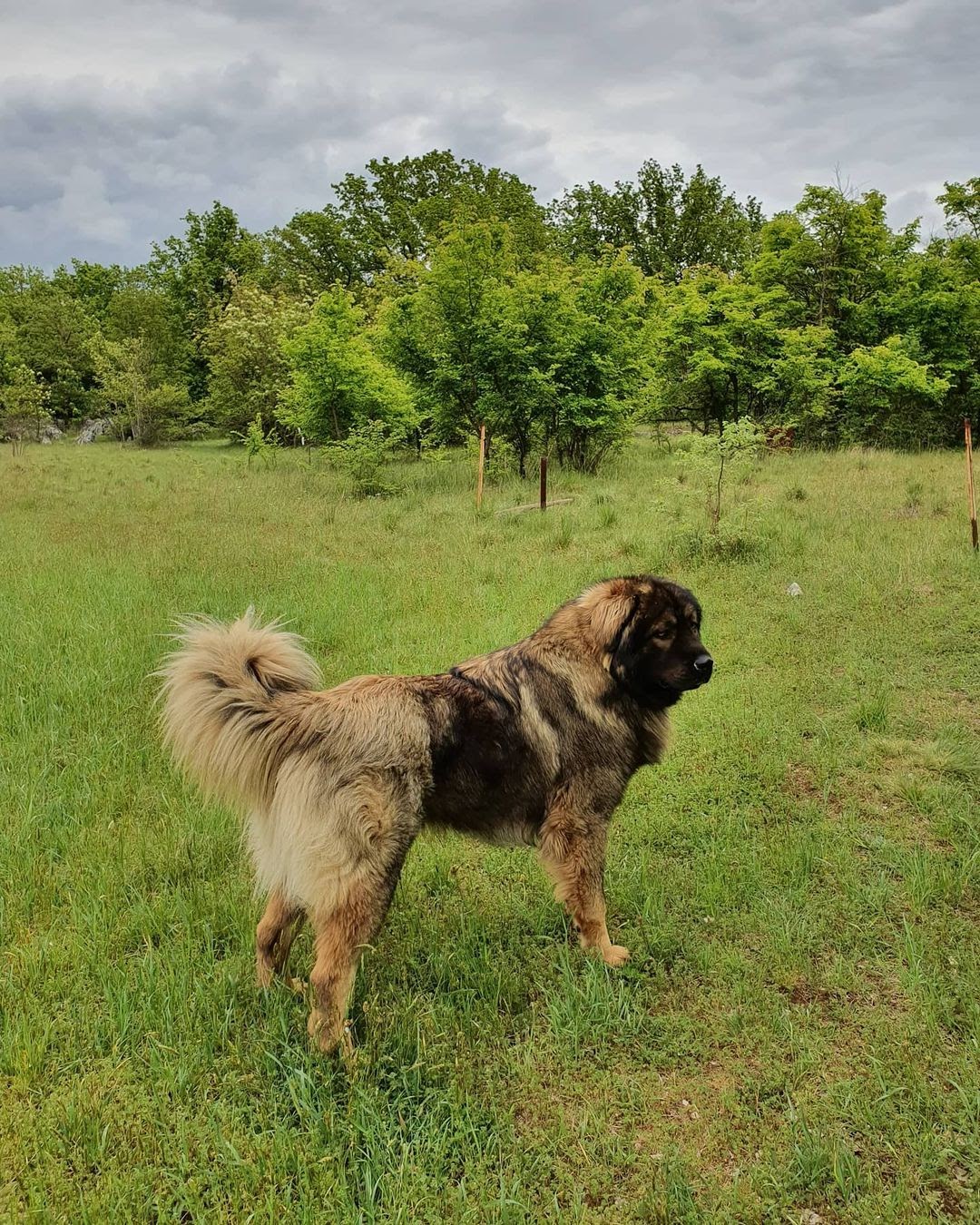 Caucasian Ovcharka vs Tibetan Mastiff In Search for the Right Dog