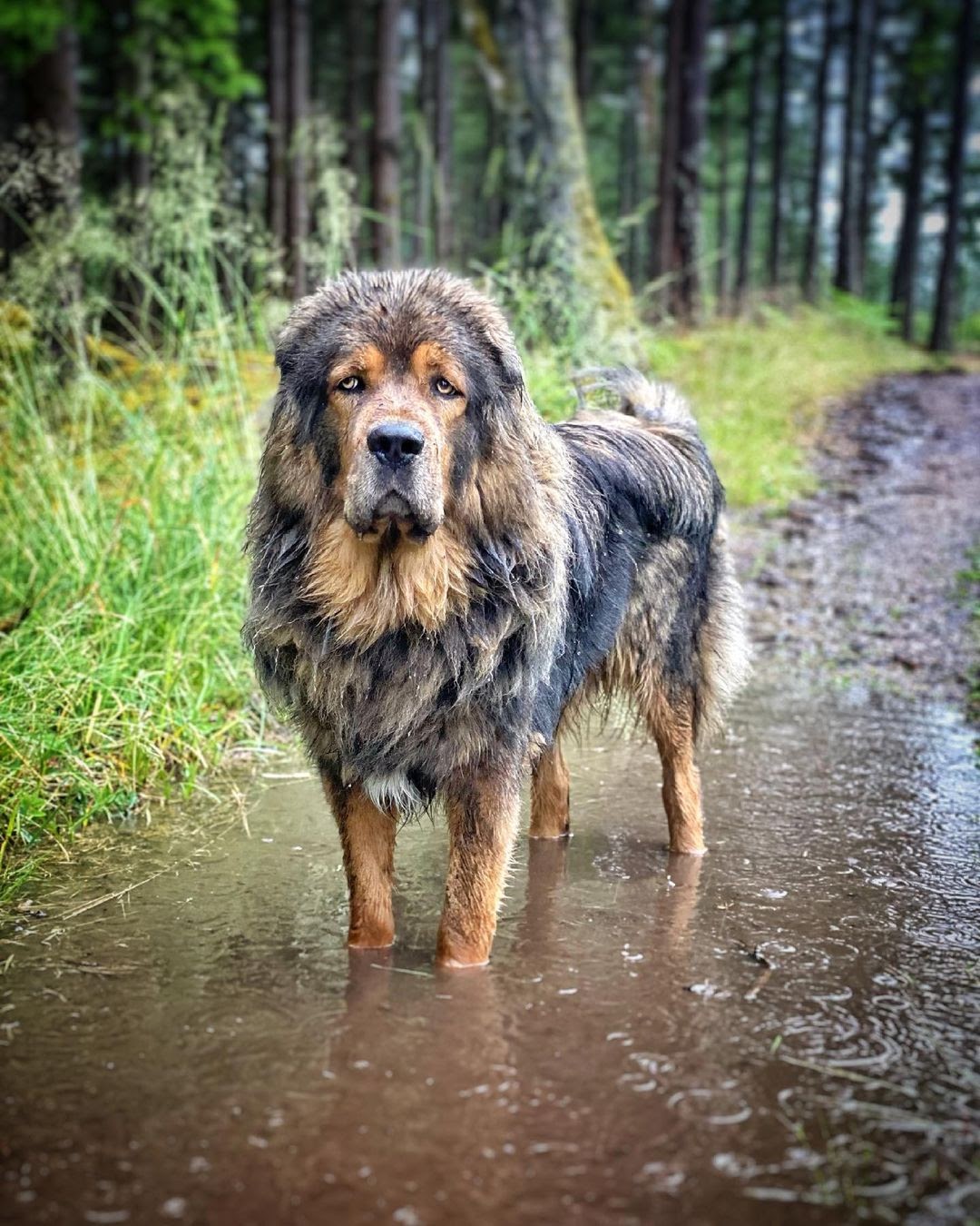 Caucasian Ovcharka vs Tibetan Mastiff In Search for the Right Dog