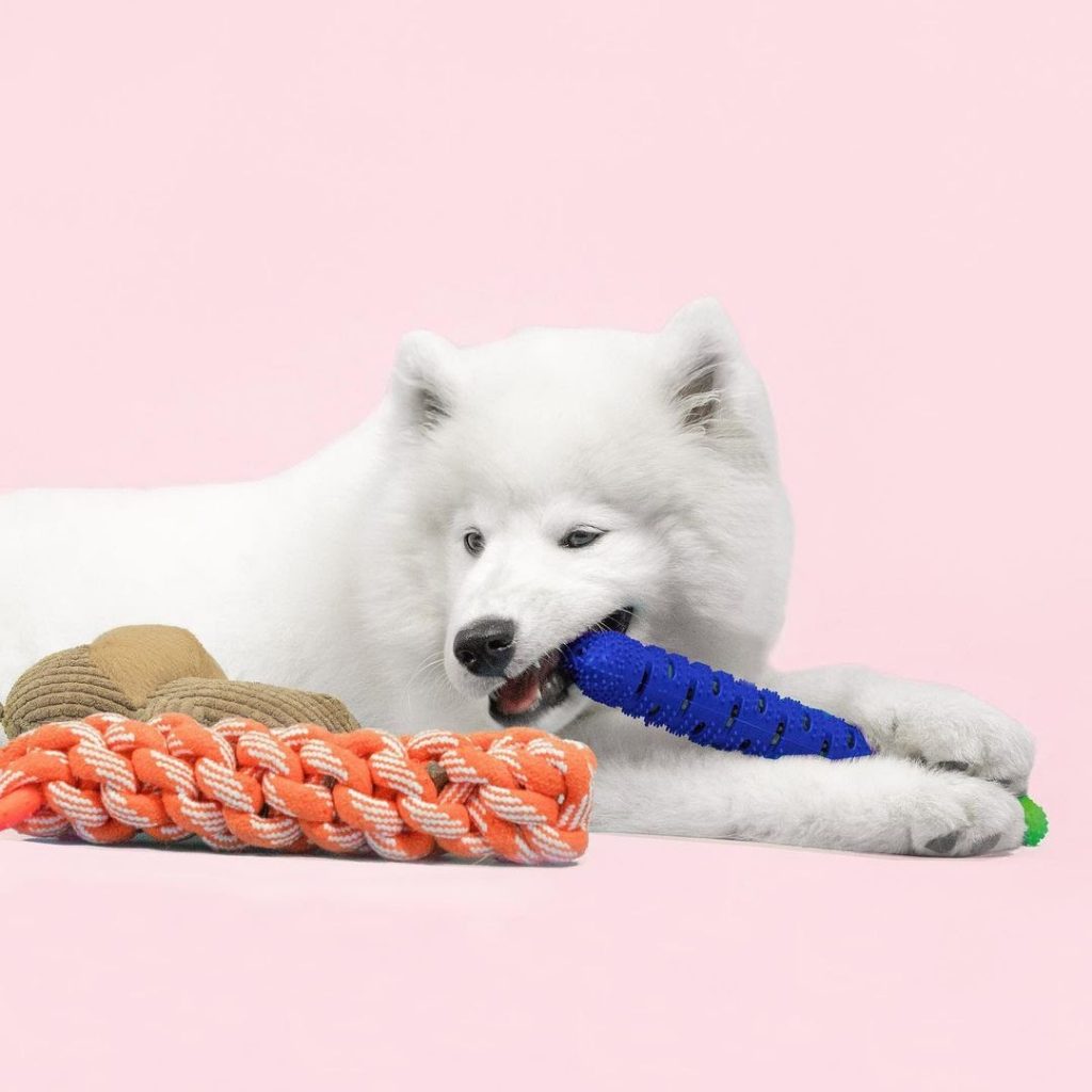 How to Teach Dogs Not to Destroy Toys A Guide to Proper Behavior