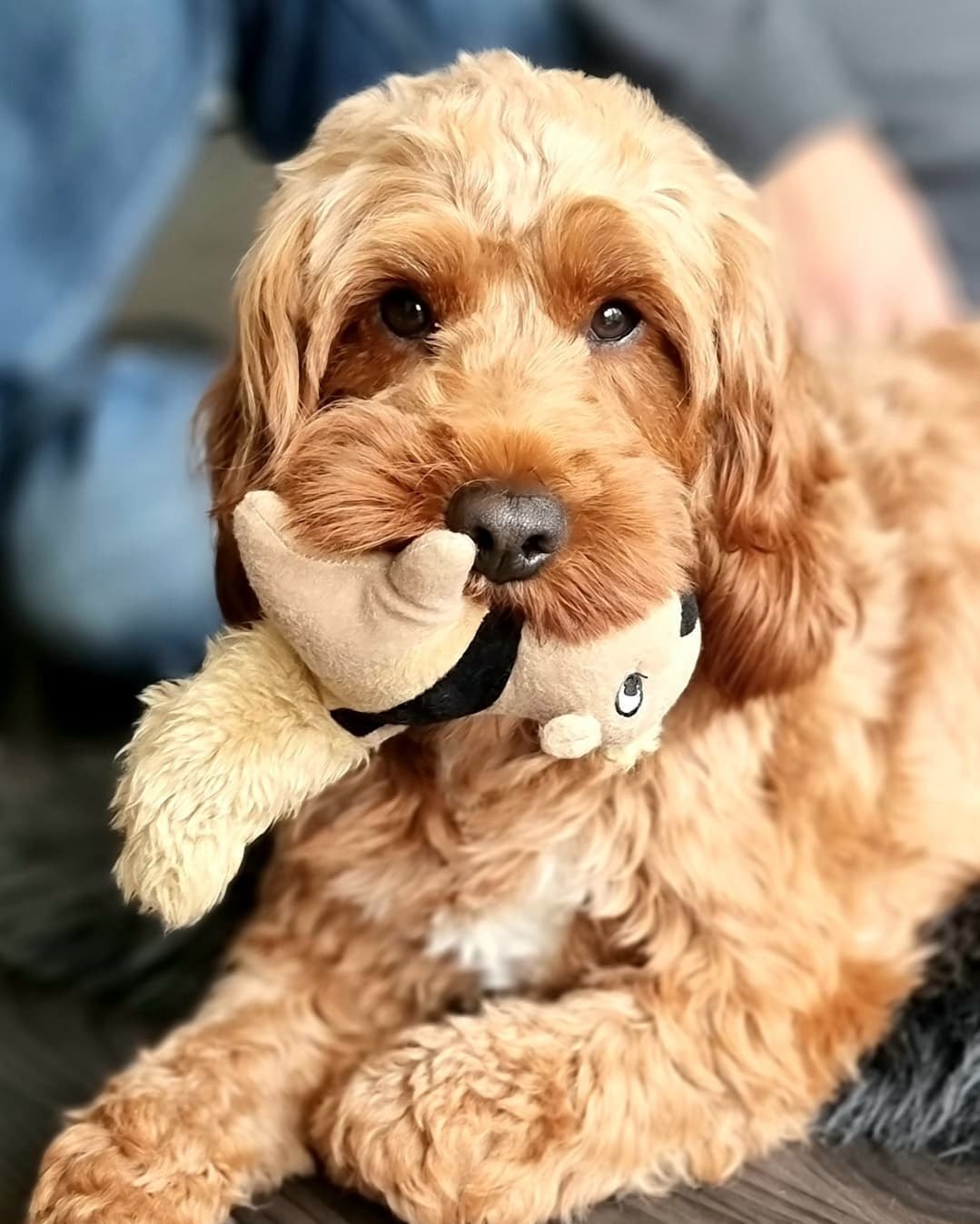 How to Teach Dogs Not to Destroy Toys A Guide to Proper Behavior PawCited