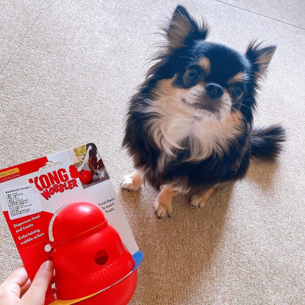 How to Teach Dogs Not to Destroy Toys A Guide to Proper Behavior