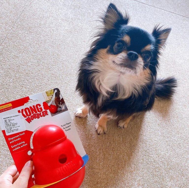 How to Teach Dogs Not to Destroy Toys A Guide to Proper Behavior