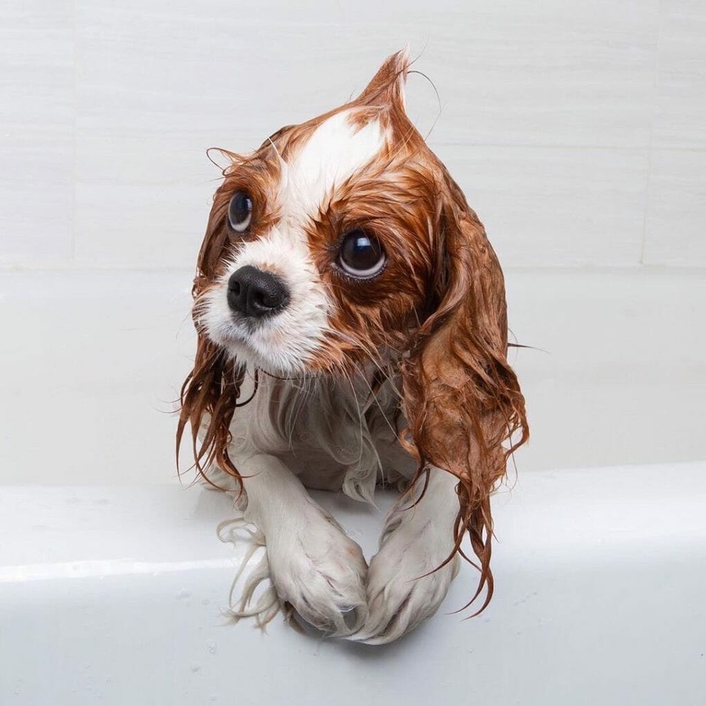 Can I Bathe My Dog at Night? Tips and Top Questions Answered