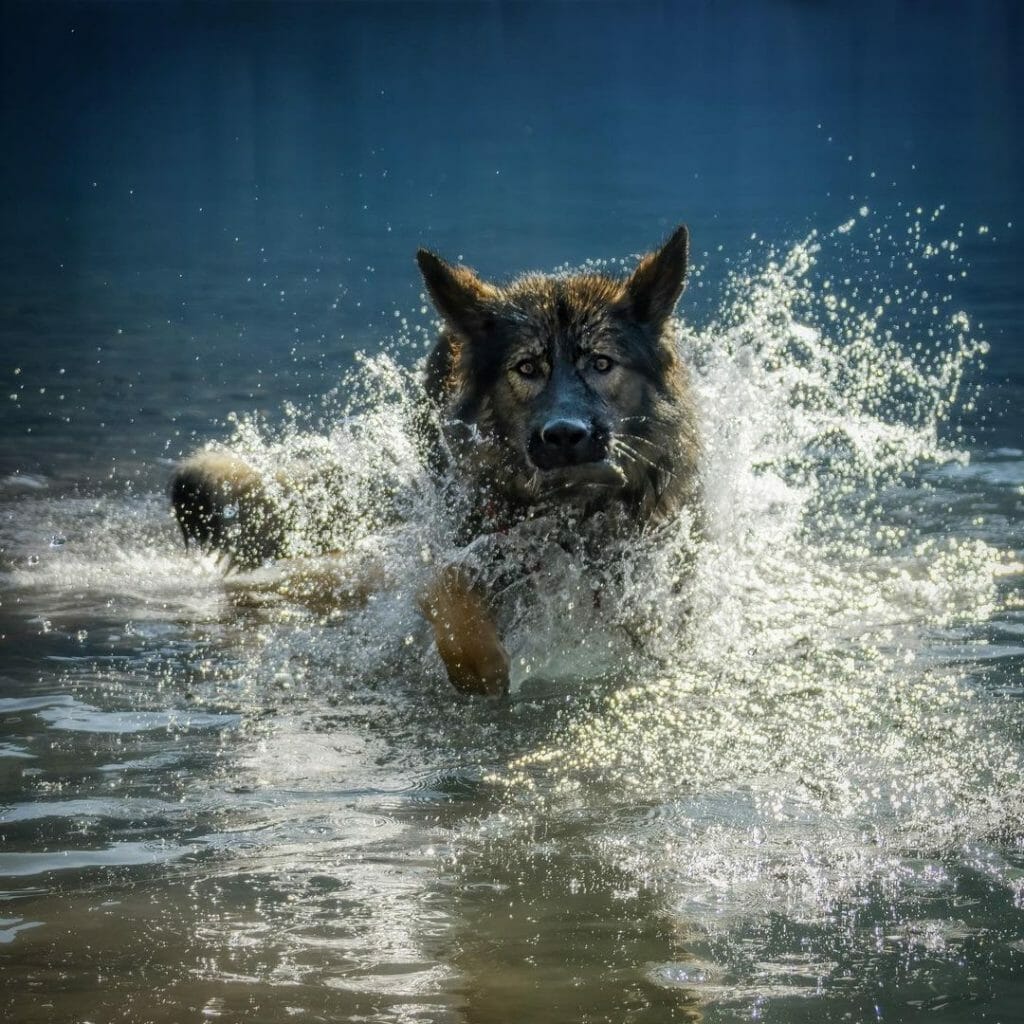 Can I Wash my Dog with Dawn? 4 DogShampoo Alternatives Found in Your