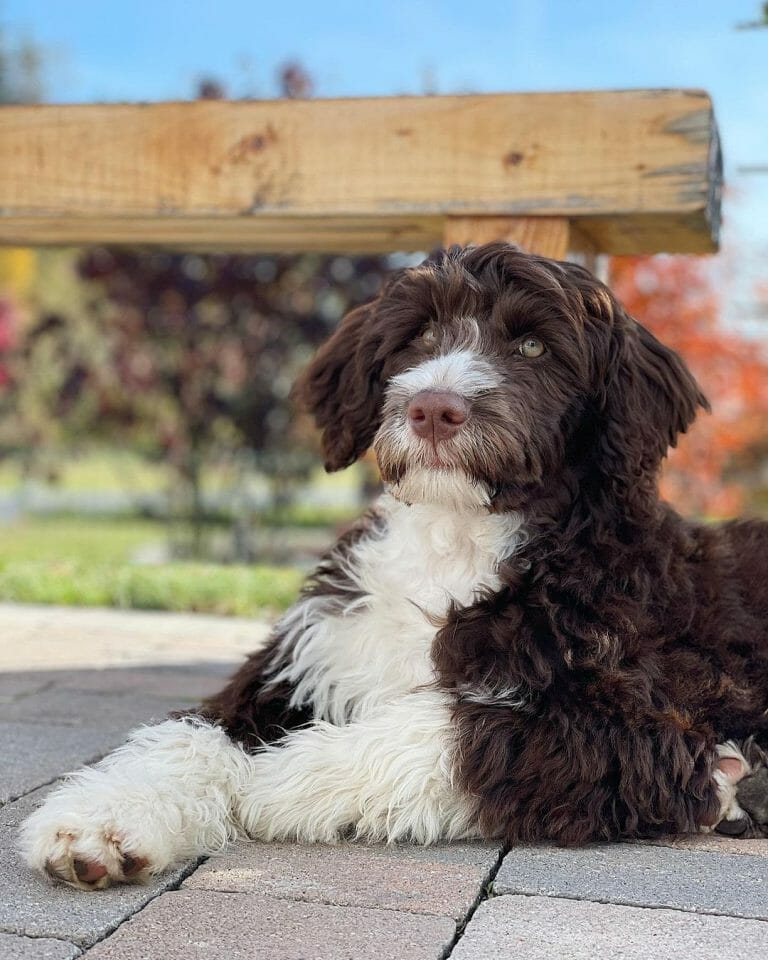 Portuguese Water Dog 101 The Essential Guide PawCited