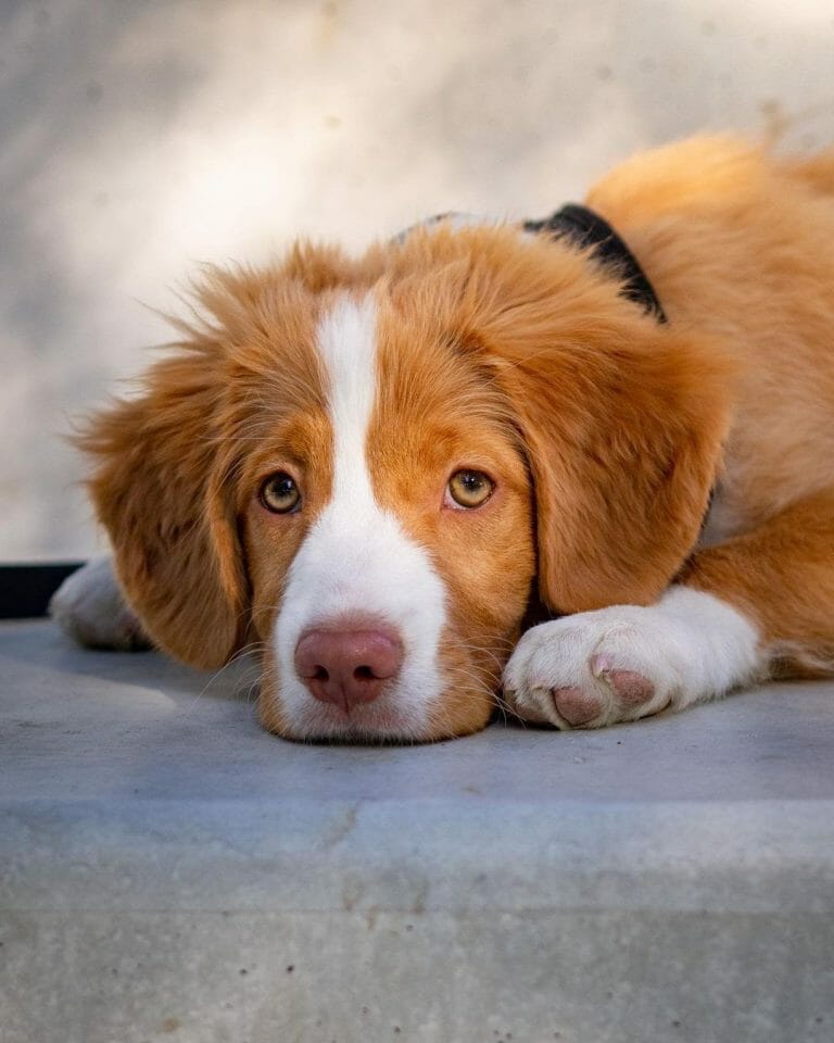 Can You Leave a Dog Without Water Overnight? The Pros and Cons PawCited