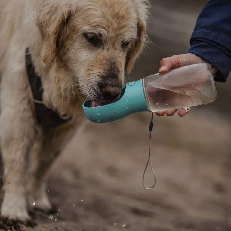 Can You Leave a Dog Without Water Overnight? The Pros and Cons PawCited