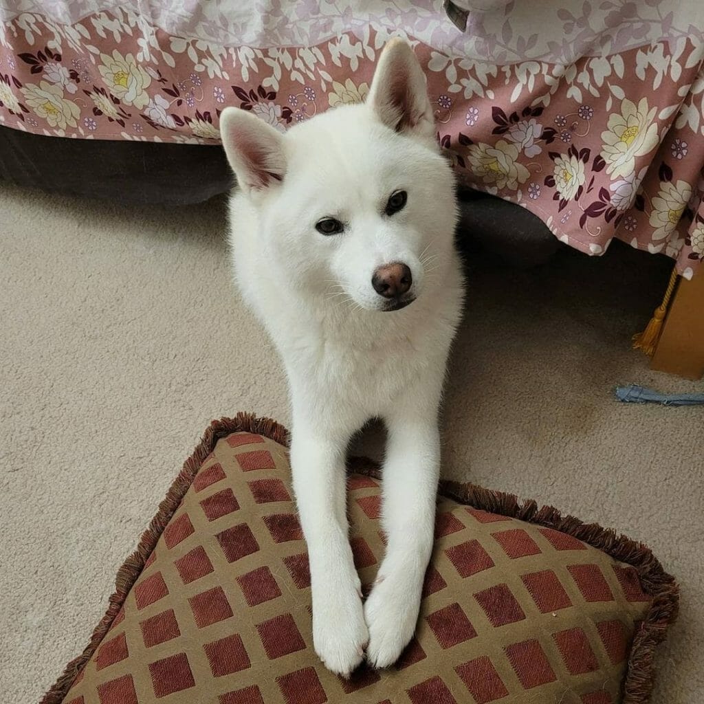 How to Block a Dog From Going Under The Bed 8 Tips and More!