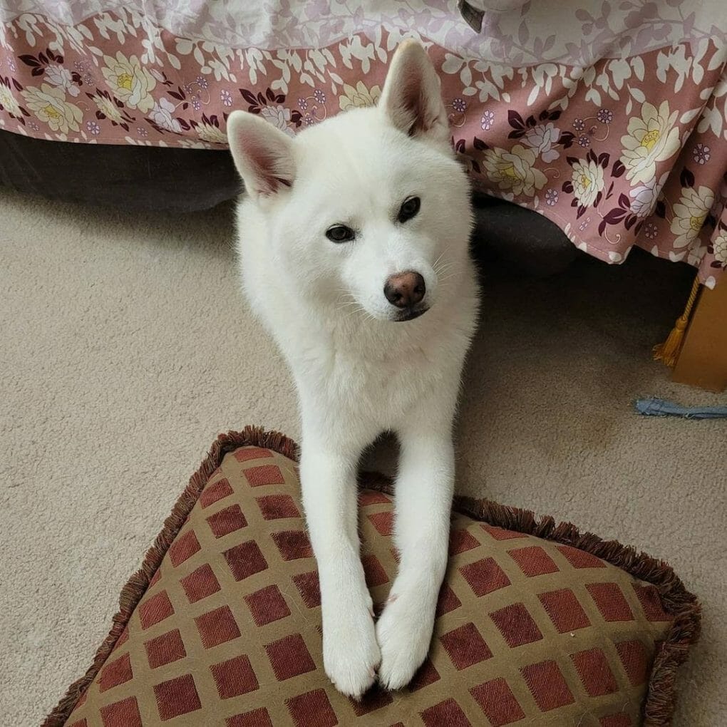 How to Block a Dog From Going Under The Bed 8 Tips and More!