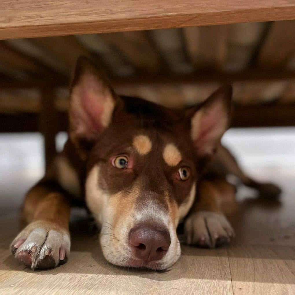 How to Block a Dog From Going Under The Bed 8 Tips and More!