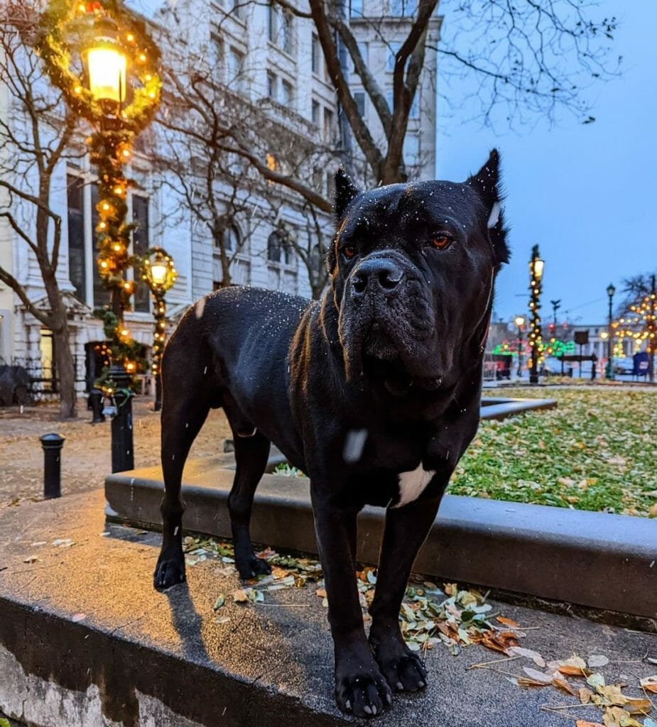 Are Cane Corsos Dangerous? 6 Reasons That Can Make Him One PawCited