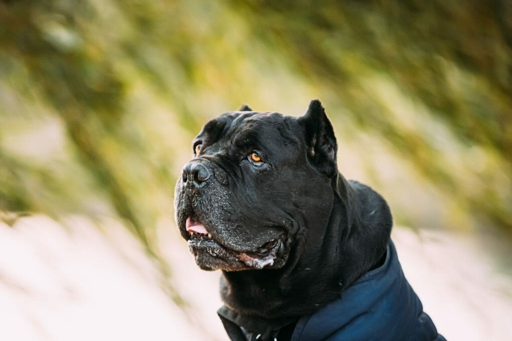 Can a Cane Corso Kill a Wolf? Plus 9 Ways to Avoid Conflicts