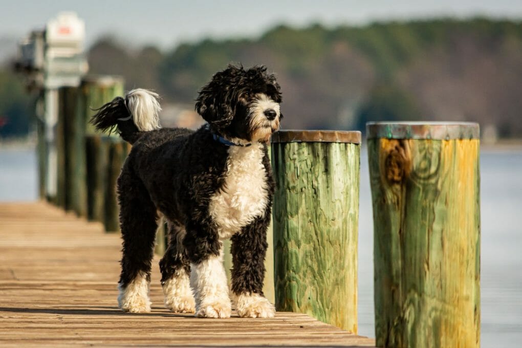 How Much Does a Portuguese Water Dog Cost? A 2022 Price Guide