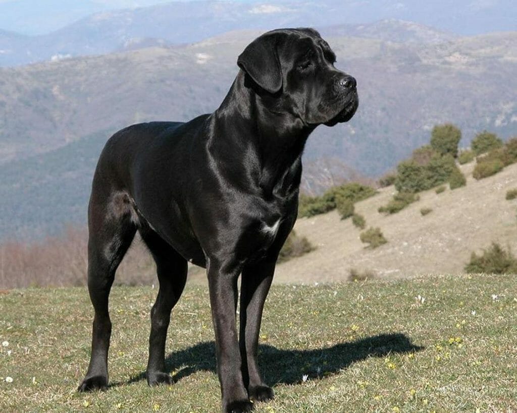 Can a Cane Corso Kill a Wolf? Plus 9 Ways to Avoid Conflicts PawCited