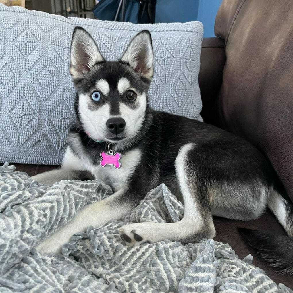Dogs That Look Like a Husky 17 Breeds to Choose From PawCited