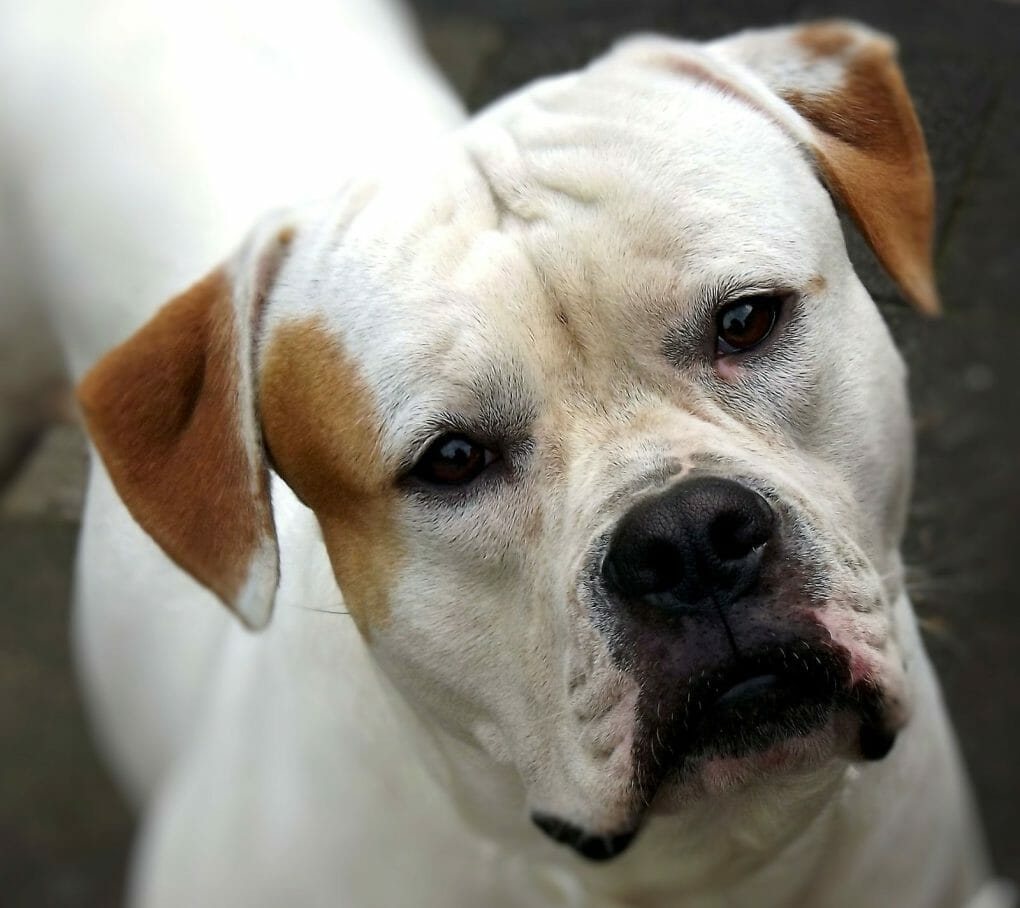 Dogs That Look Like Boxers 13 Breeds With Boxer Features PawCited