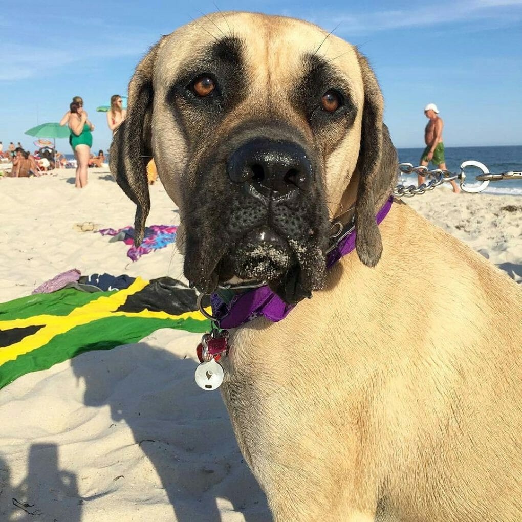 Best Collars for English Mastiffs 9 Top Equipment Reviews