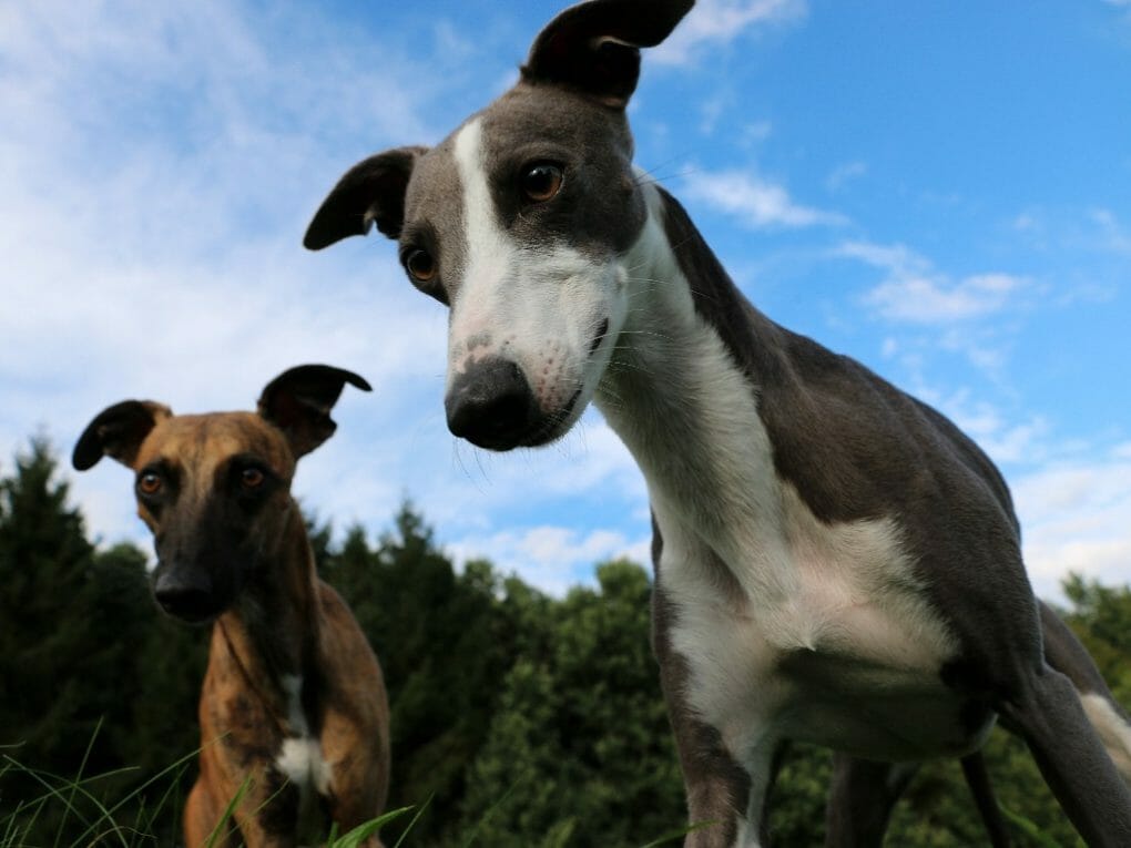 Is Whippet a Lurcher Getting to Know Whippet and Lurcher PawCited
