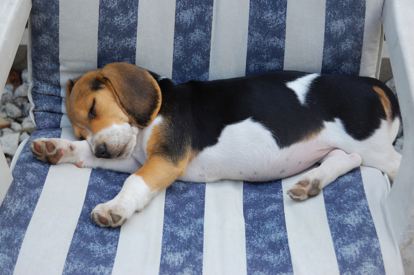 When Do Beagles Stop Growing? (What Age + Tips)