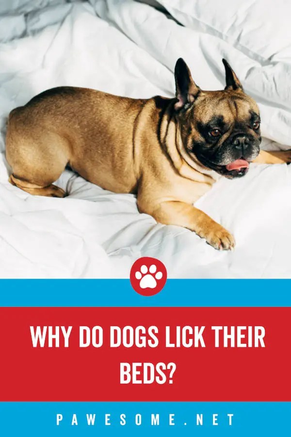 Why Do Dogs Lick Their Beds? (11 Reasons Why)