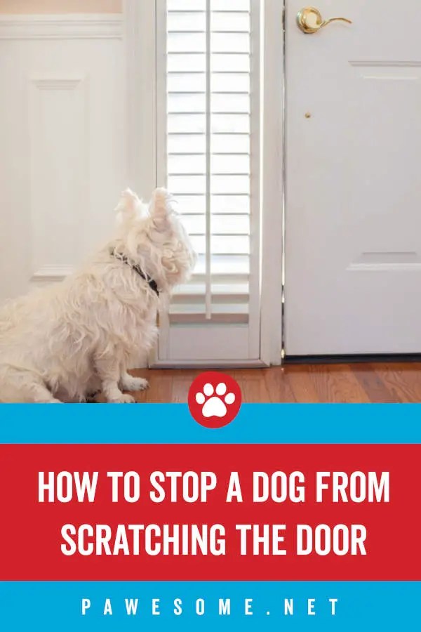 How to Stop Your Dog from Scratching Door When You Leave
