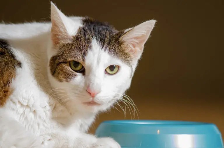 Why Is My Cat Not Eating Much But Acting Normal?