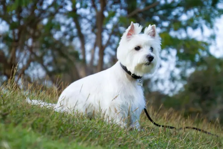 Westie Haircut Styles Guide Everything You Need to Know