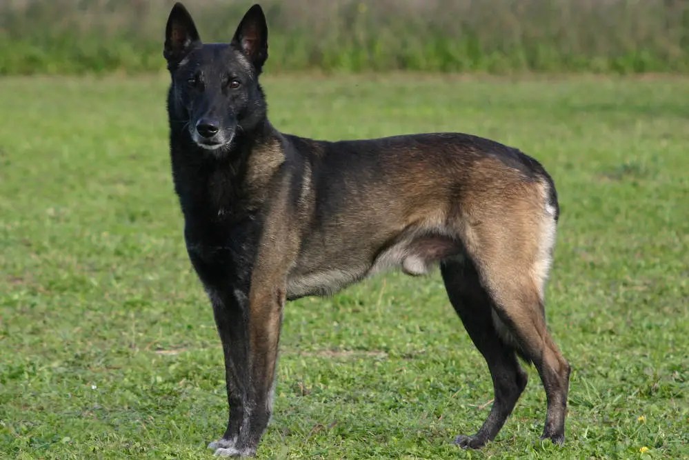 Top 18 Dog Breeds with Pointy Ears (aka Bat Ears w/ Pics)