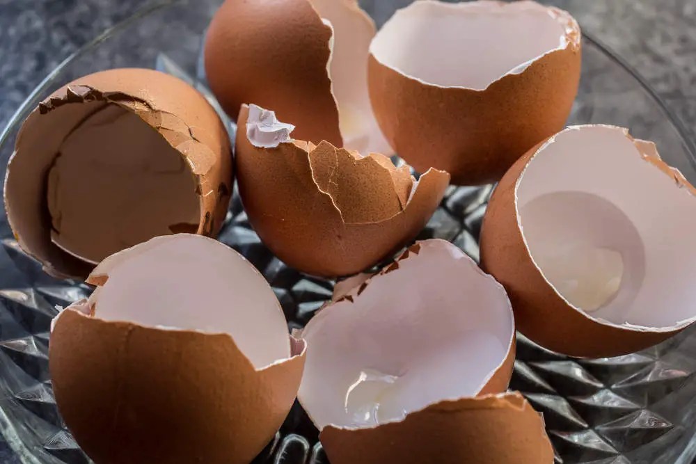 Can Dogs Eat Eggshells? Yes, But Do This First...