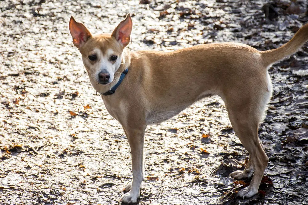Top 18 Dog Breeds with Pointy Ears (aka Bat Ears w/ Pics)