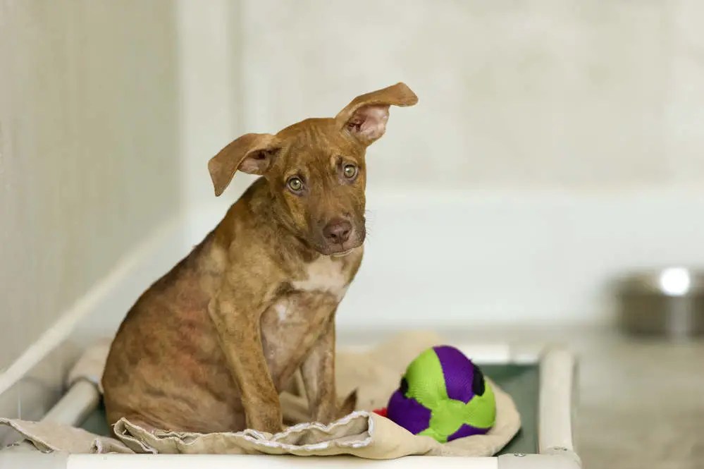 How to Get a Rescue Dog to Eat (9 Steps to Take)