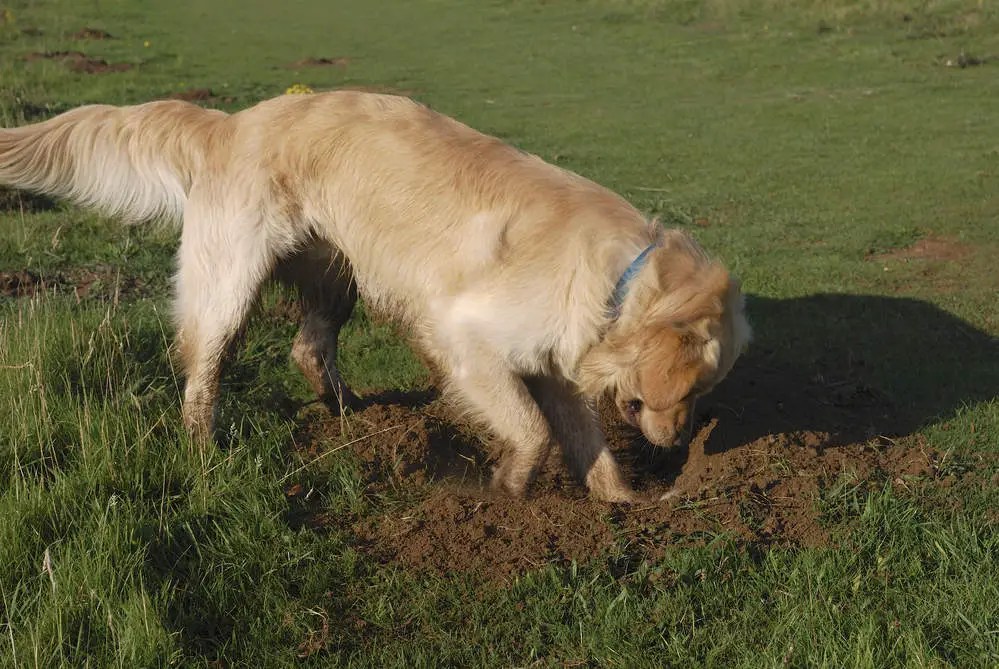Why Do Dogs Dig Holes and Lay In Them? (9 Reasons Why)