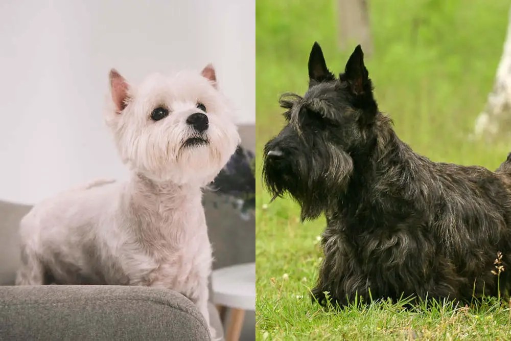 Scoland Terrier (Westie Scottie Mix) Personality, Health, & More
