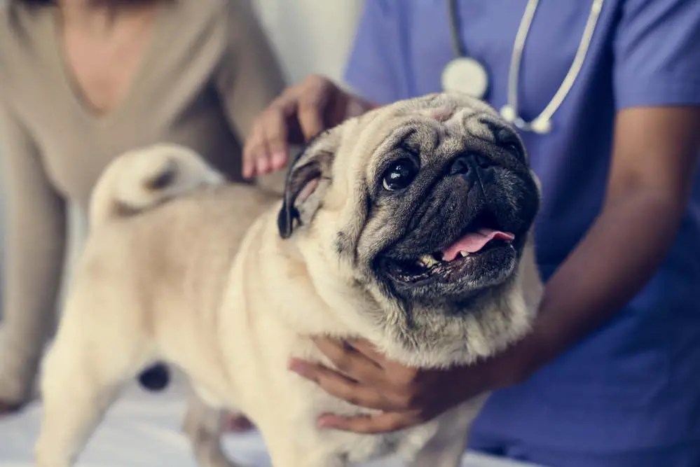 Pug Health Problems (9 of the Most Common To Watch For)