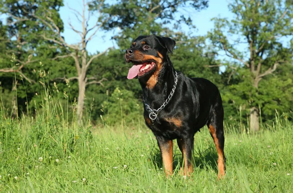 How to Stop Your Rottweiler From Shedding So Much (5 Ways) How to Stop Your Rottweiler From Shedding So Much (5 Ways)