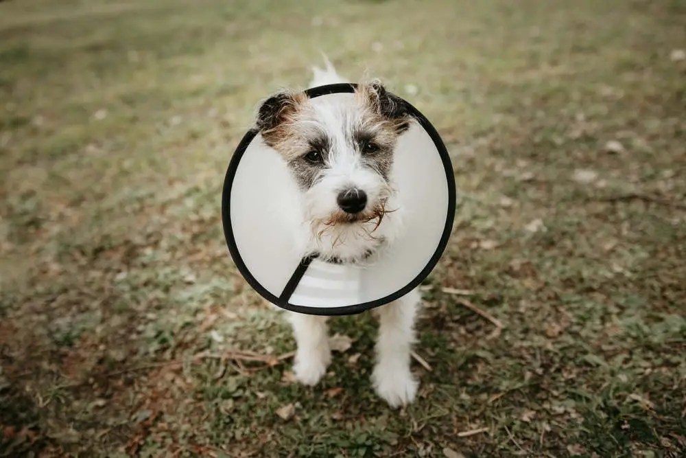 How Long Should a Puppy Wear a Cone After Being Neutered?