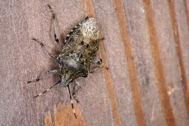 Are Stink Bugs Poisonous to Dogs? (+Tips to Get Rid of Them)