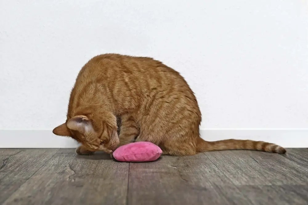 Are Catnip Toys Safe for Cats? (Everything You Should Know)