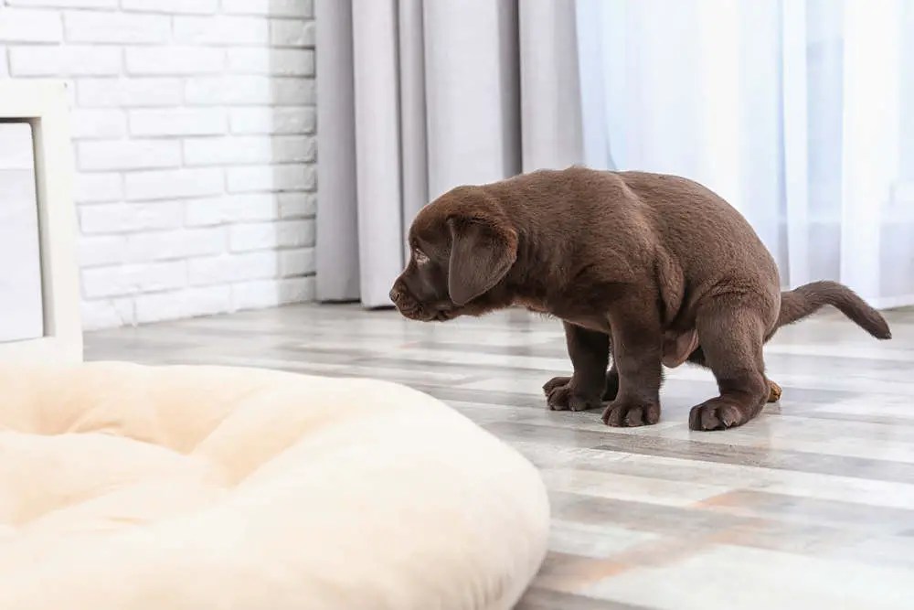 Why Has My Dog Started Pooping in the House at Night?