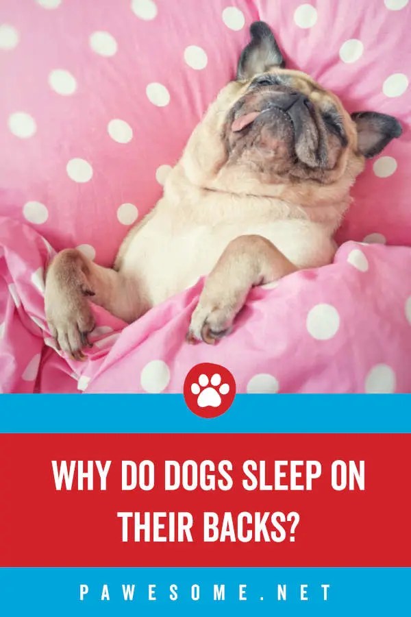 Why Do Dogs Sleep On Their Backs? Here's 5 Reasons Why