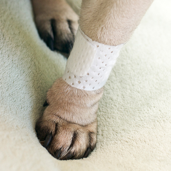 PawFlex Basic Pet Bandage PawFlex, Products Shop