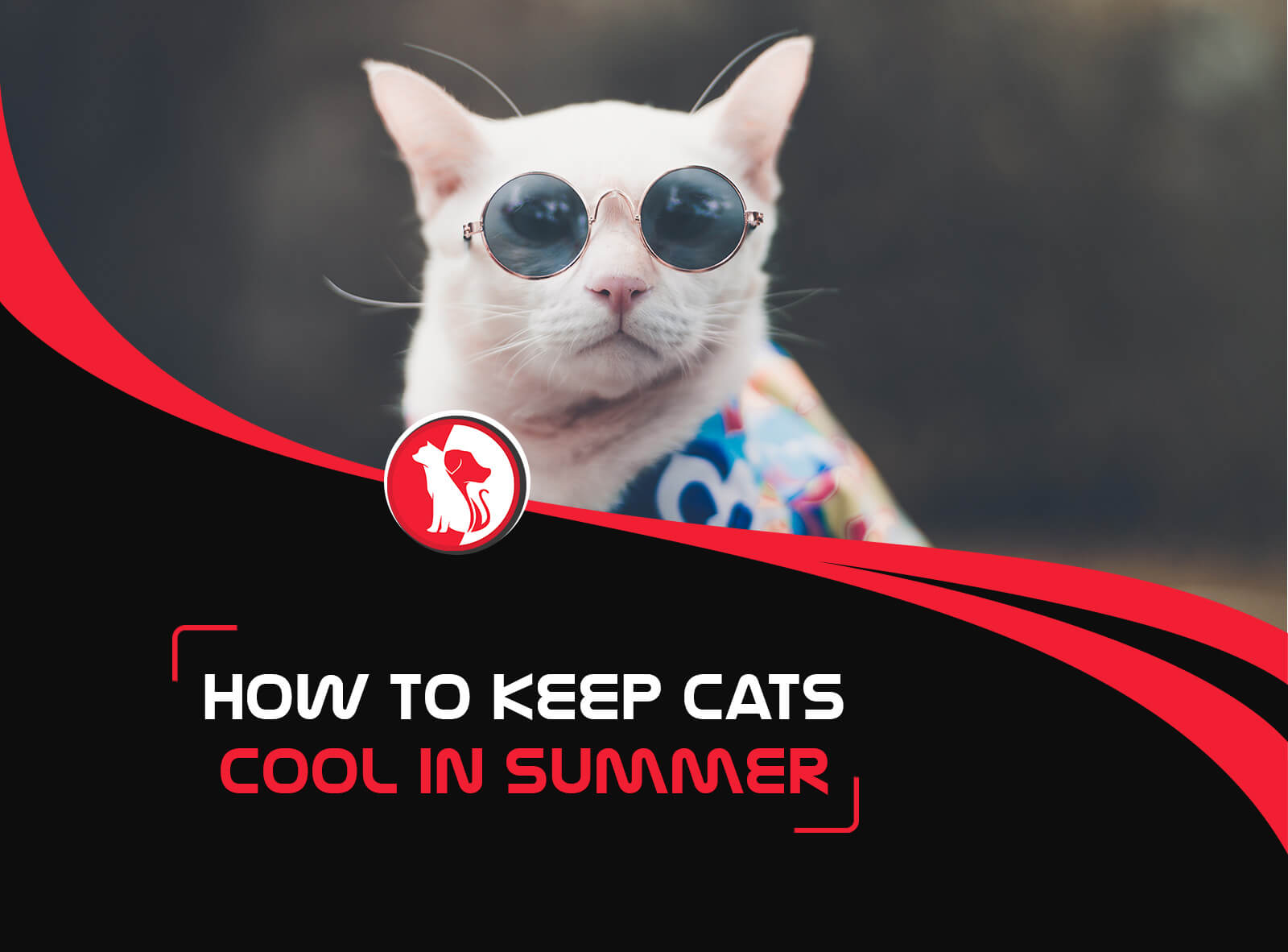 How To Keep Cats Cool More news for how to keep cats cool