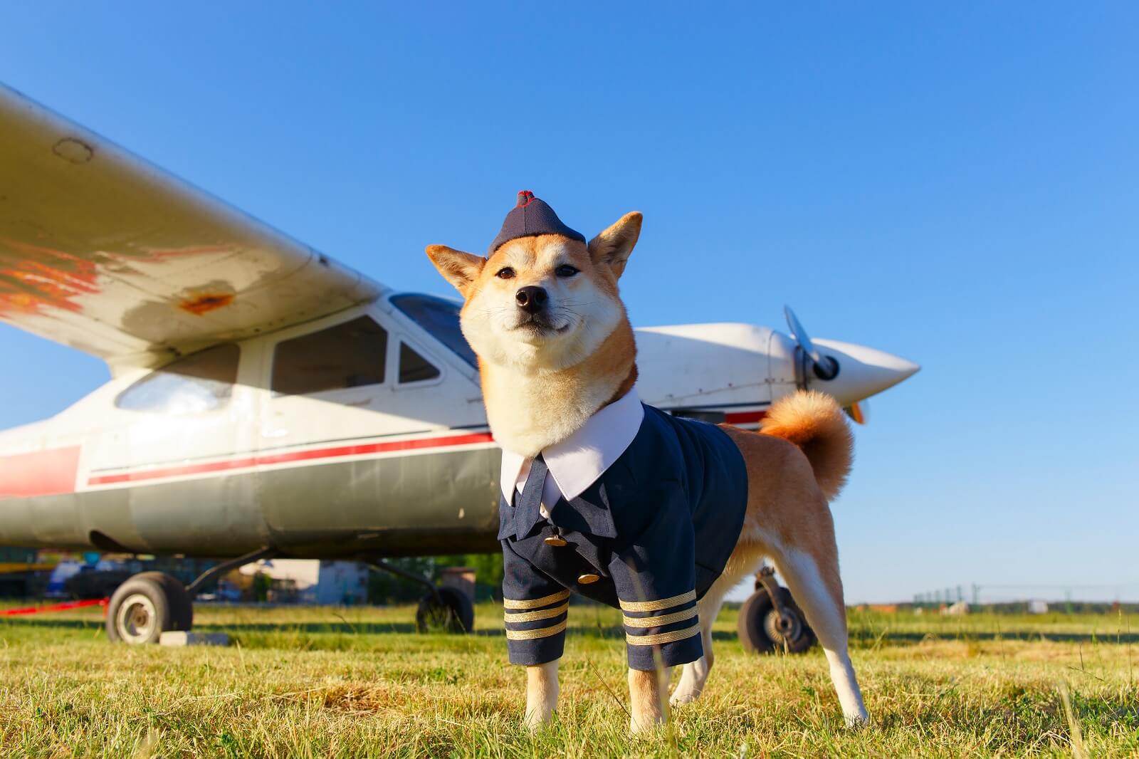 How Much Does It Cost To Fly A Dog On Southwest at Sam Coleman blog