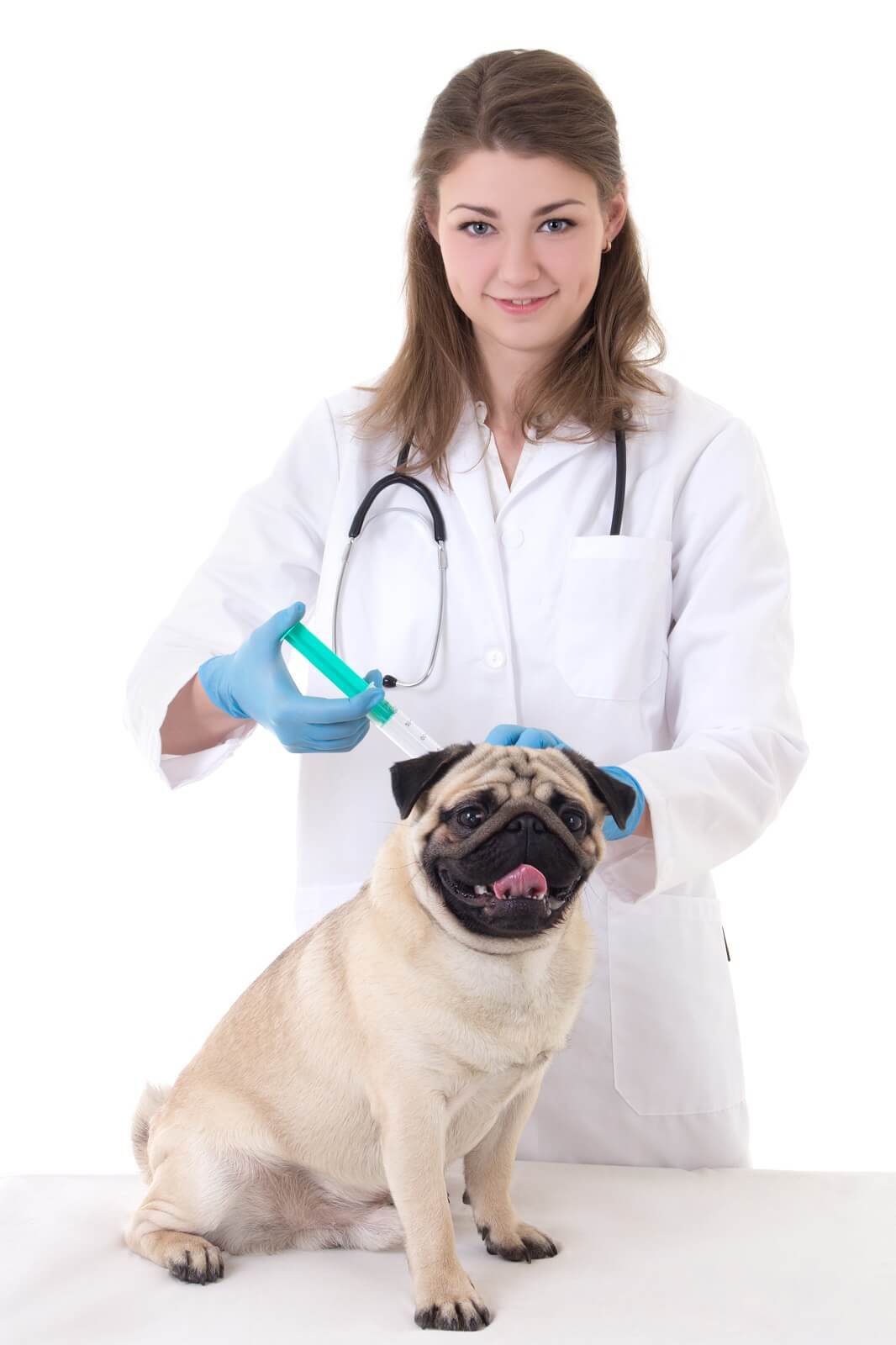 Can You Feel a Microchip in a Dog
