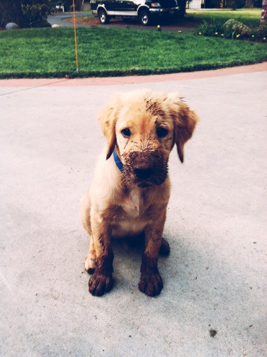 These 10 dogs just gave their owners heart attacks, but the silly pups