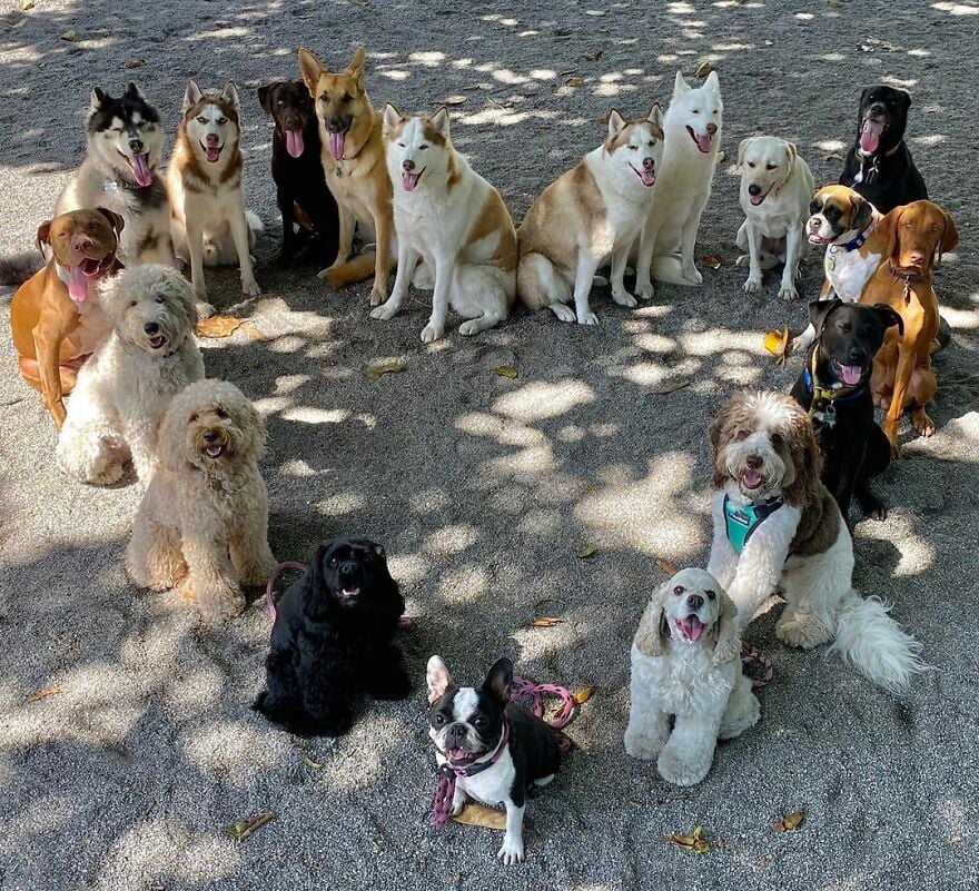 15 Pics Coming To You From Doggy Daycare