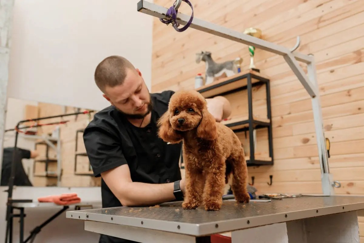 Dog Grooming Courses UK Paw Pad Dog Grooming Academy