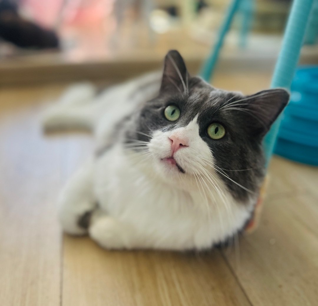 Norwegian Forest Cat Profile Paw Pal Home