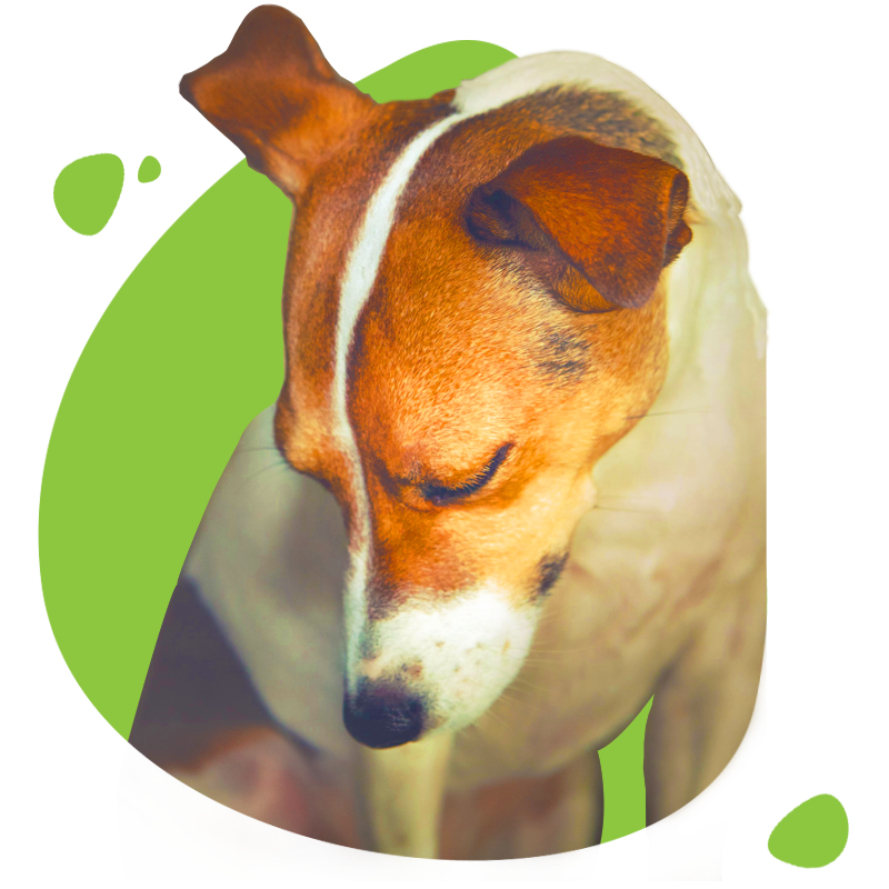 Separation Anxiety Paws Afoot